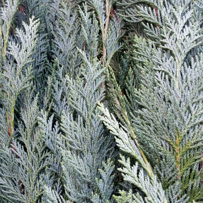 Faux-cyprès de Lawson Snow White - Chamaecyparis lawsoniana Snow White Pot 9cm