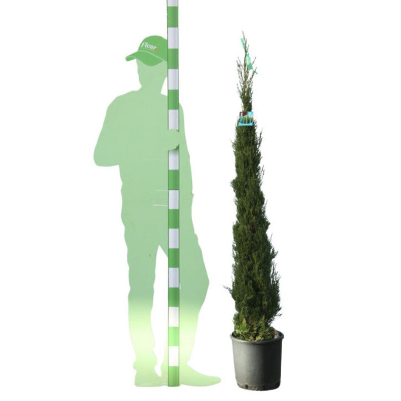 Cyprès de Provence Pyramidalis - Cupressus sempervirens Pyramidalis 125/150cm Pot 12L