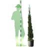 Cyprès de Provence Pyramidalis - Cupressus sempervirens Pyramidalis 125/150cm Pot 12L