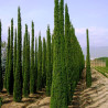 Cyprès de Provence Pyramidalis - Cupressus sempervirens Pyramidalis 125/150cm Pot 12L