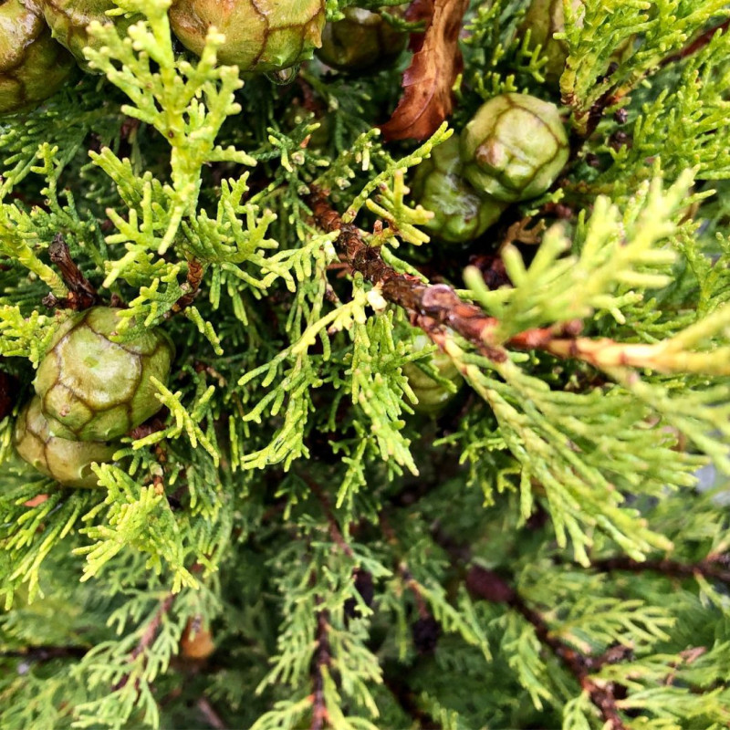 Cyprès de Provence Pyramidalis - Cupressus sempervirens Pyramidalis 125/150cm Pot 12L