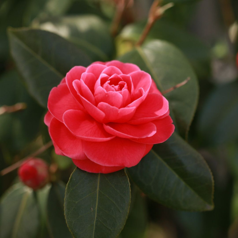 Camélia du Japon Rouge - Camellia japonica 60/80cm