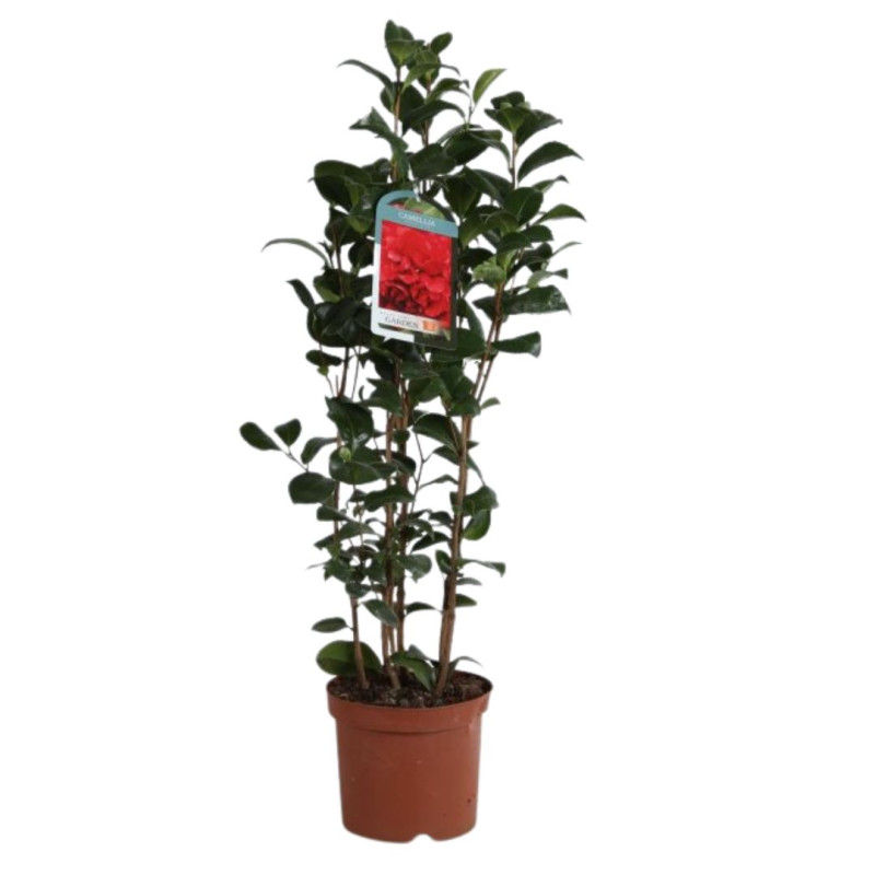 Camélia du Japon Rouge - Camellia japonica 60/80cm