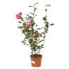 Camélia du Japon Rose - Camellia japonica 60/80cm
