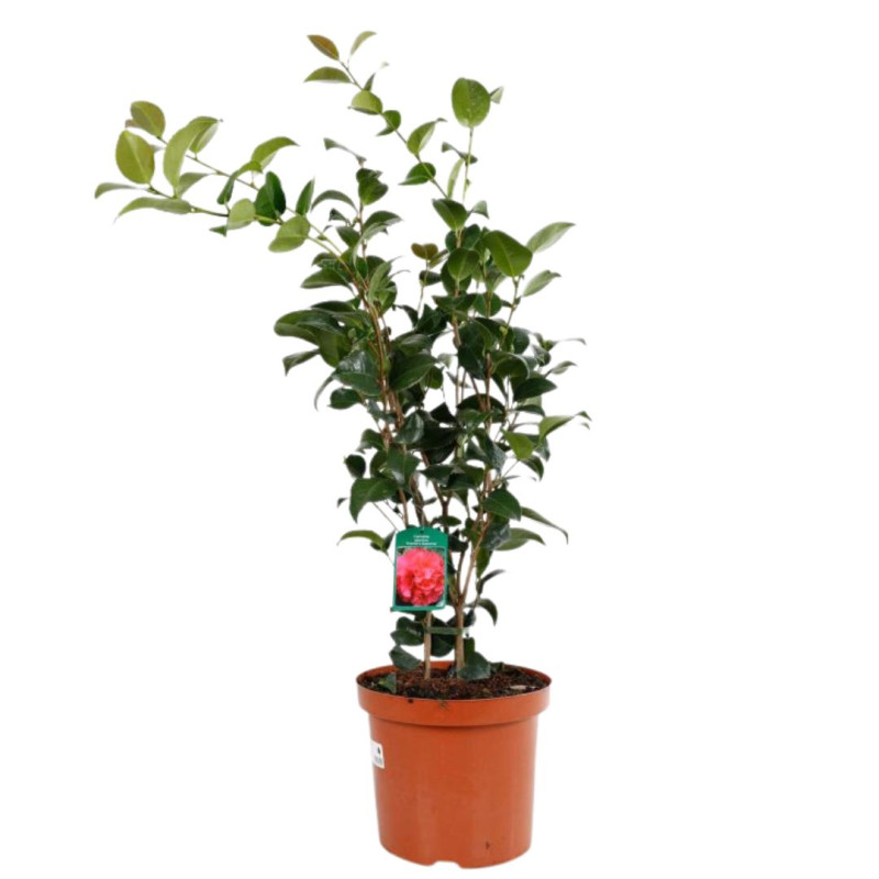 Camélia du Japon Rose - Camellia japonica 80/100cm