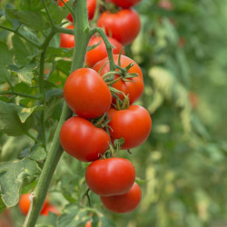 3 Plants Tomate Crimson Crush F1 Pot 10,5cm RESISTANT MILDIOU