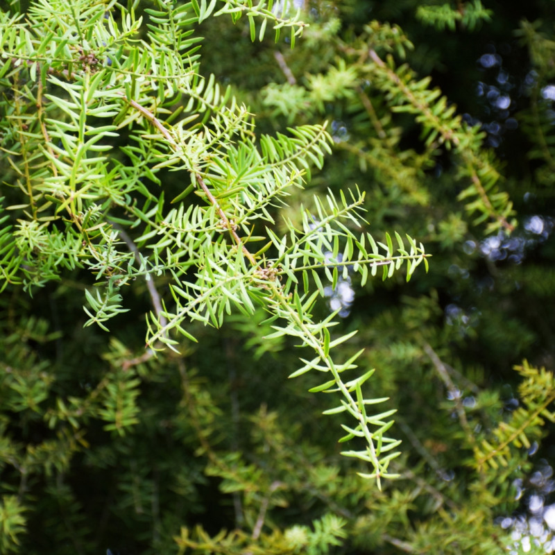 Podocarpe Blue Gem - Podocarpus lawrencei Blue Gem 20cm Pot 5L