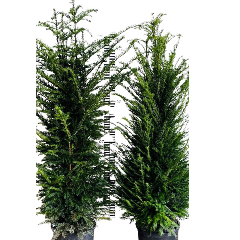 If commun - Taxus baccata 120/140cm Pot 15L