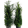 If commun - Taxus baccata 120/140cm Pot 15L