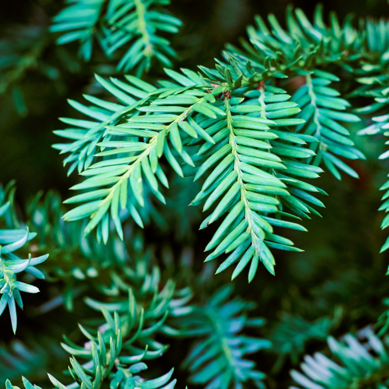 If commun - Taxus baccata 120/140cm Pot 15L
