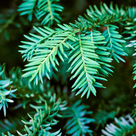 If commun - Taxus baccata 120/140cm Pot 15L