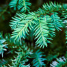 If commun - Taxus baccata 120/140cm Pot 15L