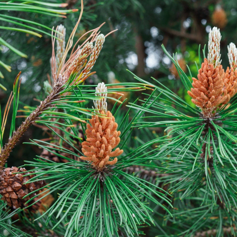 Pin Klostergrün - Pinus Mugo Klostergrün Hauteur de tige 50cm Boule 20cm Pot 11L