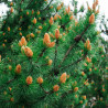 Pin Klostergrün - Pinus Mugo Klostergrün Hauteur de tige 50cm Boule 20cm Pot 11L