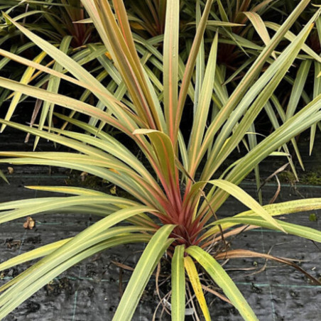 Cordyline australe 'Red Heart' – Cordyline australis 'Red Heart' 60/90cm Pot 12L