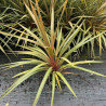 Cordyline australe 'Red Heart' – Cordyline australis 'Red Heart' 60/90cm Pot 12L