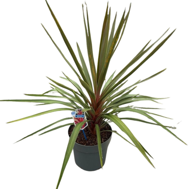 Cordyline australe 'Red Heart' – Cordyline australis 'Red Heart' 60/90cm Pot 12L