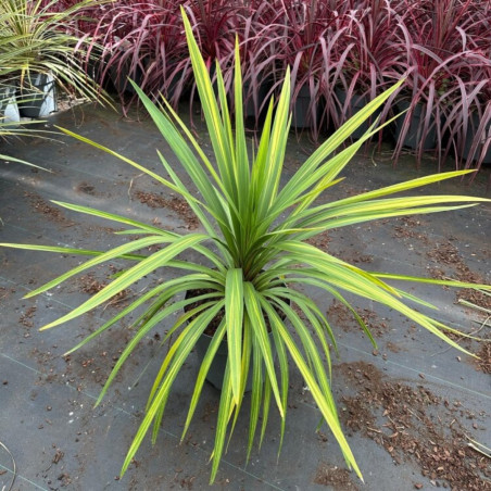 Cordyline australe 'Peko' – Cordyline australis 'Peko' 120cm Pot 12L