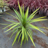 Cordyline australe 'Peko' – Cordyline australis 'Peko' 120cm Pot 12L