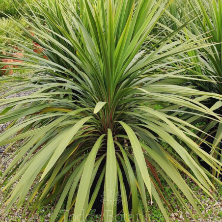 Cordyline australe 'Peko' – Cordyline australis 'Peko' 120cm Pot 12L