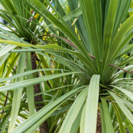 Cordyline australe 'Peko' – Cordyline australis 'Peko' 120cm Pot 12L