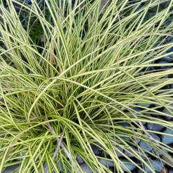 Laîche brune ‘Jenneke’ - Carex brunnea ‘Jenneke’ 22cm pot 2L
