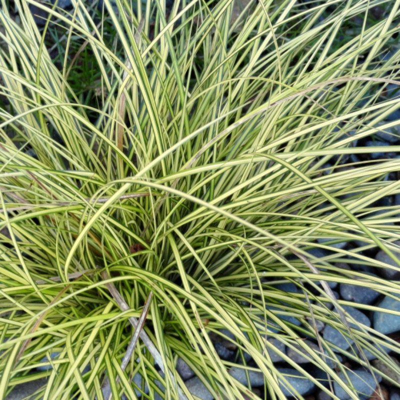 Laîche brune ‘Jenneke’ - Carex brunnea ‘Jenneke’ 22cm pot 2L
