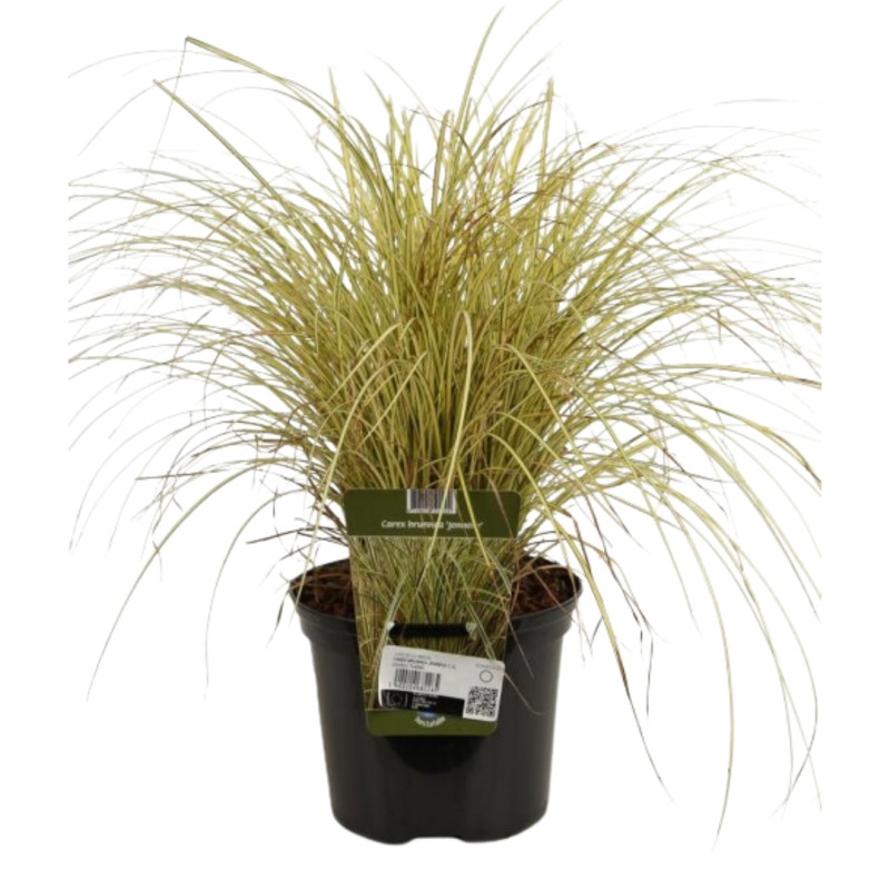 Laîche brune ‘Jenneke’ - Carex brunnea ‘Jenneke’ 22cm pot 2L
