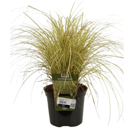 Laîche brune ‘Jenneke’ - Carex brunnea ‘Jenneke’ 22cm pot 2L