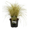 Laîche brune ‘Jenneke’ - Carex brunnea ‘Jenneke’ 22cm pot 2L