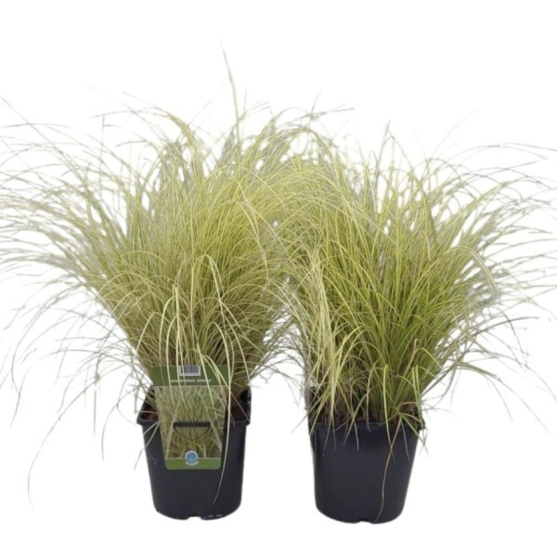 Laîche brune ‘Jenneke’ - Carex brunnea ‘Jenneke’ 22cm pot 2L