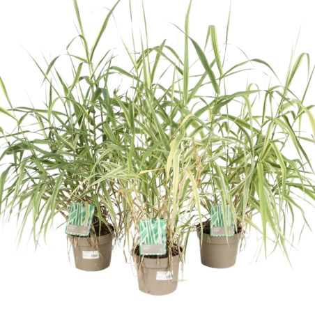 3 Canne de Provence ‘Versicolor’ - Arundo donax ‘Versicolor’ 60/100cm pot 3L