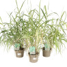 3 Canne de Provence ‘Versicolor’ - Arundo donax ‘Versicolor’ 60/100cm pot 3L
