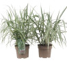 2 Canne de Provence ‘Versicolor’ - Arundo donax ‘Versicolor’ 60/100cm pot 3L