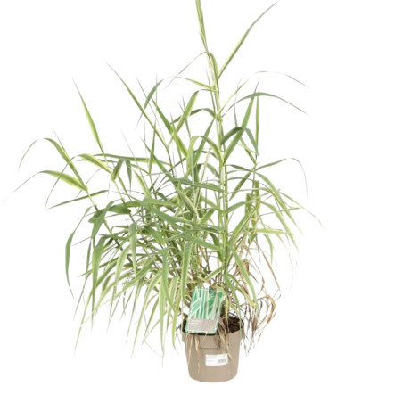 Canne de Provence ‘Versicolor’ - Arundo donax ‘Versicolor’ 60/100cm pot 3L
