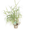 Canne de Provence ‘Versicolor’ - Arundo donax ‘Versicolor’ 60/100cm pot 3L