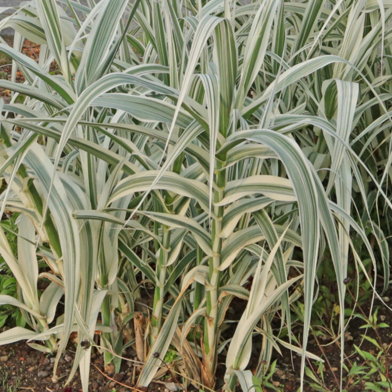 Canne de Provence ‘Versicolor’ - Arundo donax ‘Versicolor’ 60/100cm pot 3L