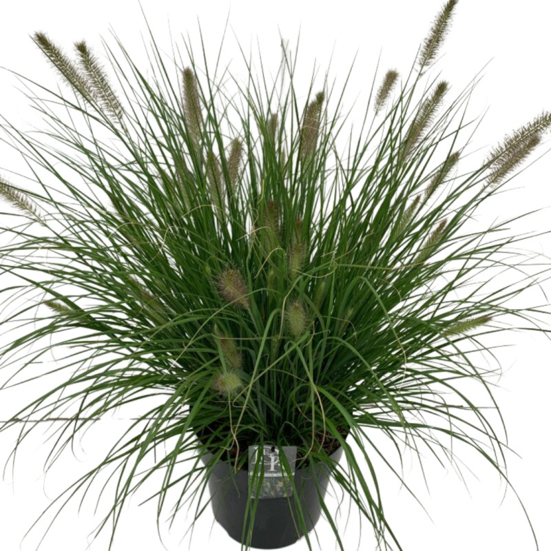 Herbe aux écouvillons ‘Hameln’ - Pennisetum alopecuroides ‘Hameln’ 60cm pot 10L