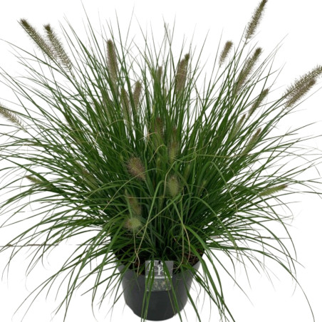 Herbe aux écouvillons ‘Hameln’ - Pennisetum alopecuroides ‘Hameln’ 60cm pot 10L