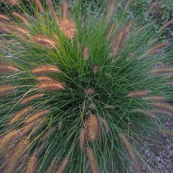 Herbe aux écouvillons ‘Hameln’ - Pennisetum alopecuroides ‘Hameln’ 60cm pot 10L