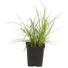 Laîche testacée - Carex testacea 15/25cm Pot 9cm