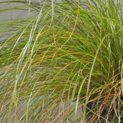 Laîche testacée - Carex testacea 15/25cm Pot 9cm