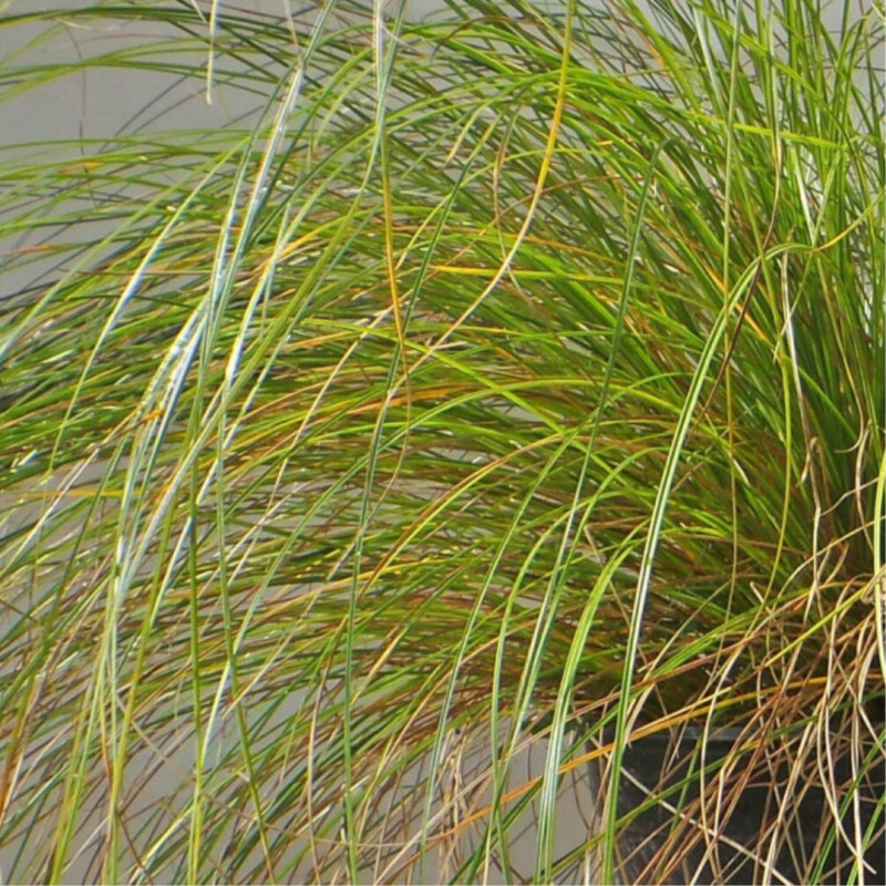 Laîche testacée - Carex testacea 15/25cm Pot 9cm