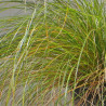 Laîche testacée - Carex testacea 15/25cm Pot 9cm