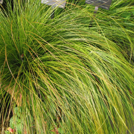 Laîche testacée - Carex testacea 15/25cm Pot 9cm
