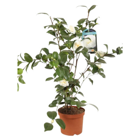 Camélia du Japon Blanc - Camellia japonica 60/80cm Pot 3L