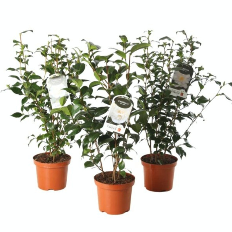 Camélia du Japon Blanc - Camellia japonica 60/80cm Pot 3L