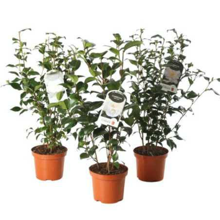 Camélia du Japon Blanc - Camellia japonica 60/80cm Pot 3L