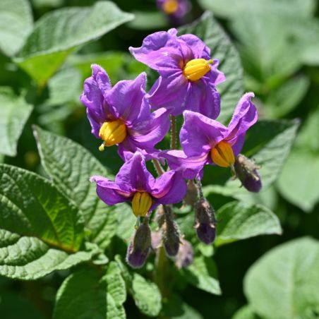Carolus 60 Plants de pomme de terre