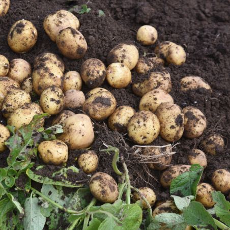 Carolus 60 Plants de pomme de terre